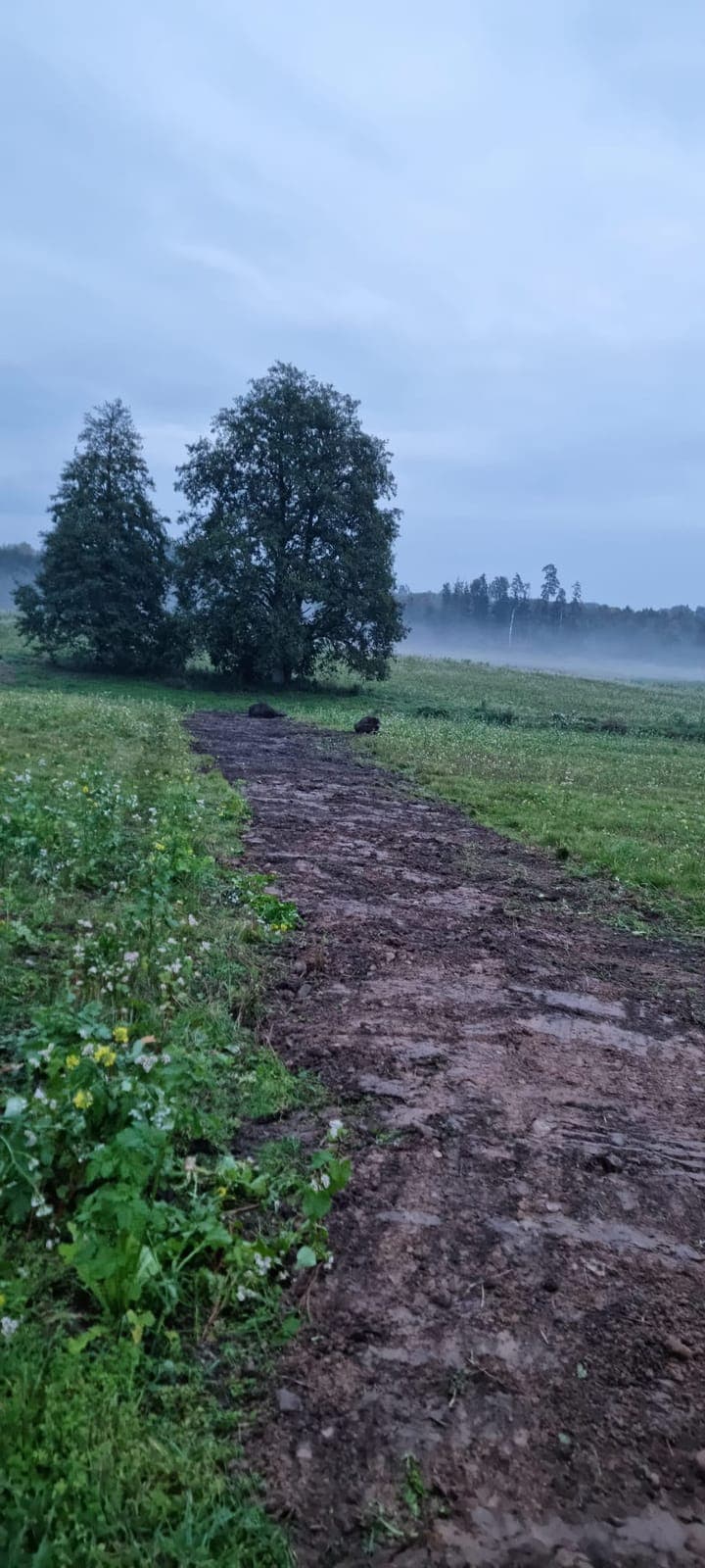 Aizbērtā izvada trase pāri laukam